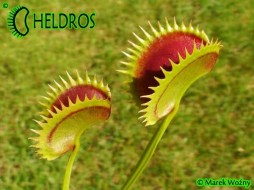 MUCHOŁÓWKA Dionaea Muscipula DRACULA Fake
