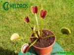 Muchołówka Dionaea DRACULA Fake