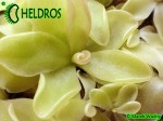 Tłustosz Pinguicula 'Pirouette'