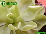Tłustosz Pinguicula 'Pirouette'