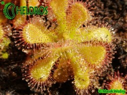 ROSICZKA Drosera VENUSTA Albino Form - 20 nasion