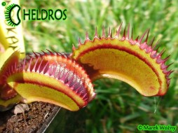 MUCHOŁÓWKA Dionaea Muscipula SANDOKAN