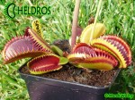 Muchołówka Dionaea Muscipula SANDOKAN