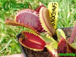 Muchołówka Dionaea Muscipula SANDOKAN
