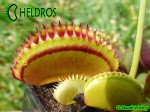Muchołówka Dionaea Muscipula SANDOKAN