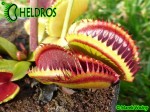 Muchołówka Dionaea Muscipula SANDOKAN