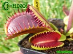 Muchołówka Dionaea Muscipula SANDOKAN