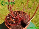 Rosiczka Drosera BINATA