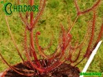 Rosiczka Drosera BINATA