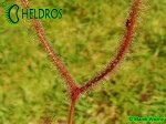 Rosiczka Drosera BINATA