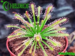 ROSICZKA NEOCALEDONICA - 10 nasion