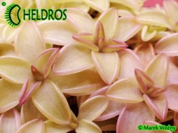 TŁUSTOSZ Pinguicula 'SEDUCTORA'