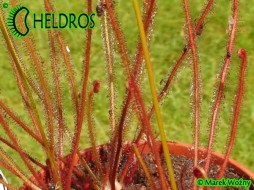 ROSICZKA FILIFORMIS RED - 20 nasion