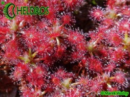 Rosiczka Drosera ROSEANA - 15 Gemmae