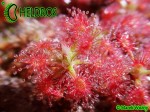 Rosiczka Drosera ROSEANA and gemmae