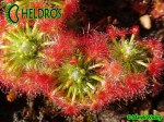 Drosera TRICHOCAULIS, Rosiczka pigmejska TRICHOCAULIS