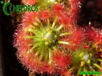 Drosera TRICHOCAULIS, Rosiczka pigmejska TRICHOCAULIS