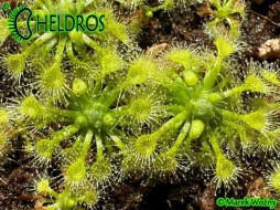 Rosiczka Drosera LEUCOSTIGMA﻿ ﻿all green form - 15 Gemmae