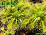 Rosiczka Dro﻿sera Leucostigm﻿﻿﻿﻿a﻿ ﻿all green form