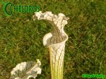 MK L2 Sarracenia Leucophylla Tall green &amp; white form, Citronelle, AL,(PW)
