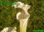 MK L2 Sarracenia Leucophylla Tall green &amp; white form, Citronelle, AL,(PW)