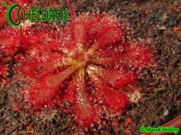 DROSERA SPATULATA Mobara, Chiba Prefecture, Japan - 20 nasion