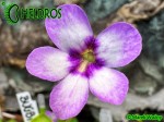 Tłustosz Pinguicula "BUGBANE"
