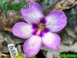 TŁUSTOSZ Pinguicula "BUGBANE"