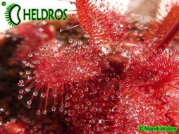 ROSICZKA Drosera TOMENTOSA var. GLABRATA. Serra da Canastra, Delfinópolis - 10 nasion
