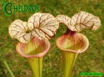 Kapturnica Sarracenia x Adrian Slack , Milton, FL (W) (S x moorei), Barry Rice (2004) MK H113