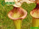 Kapturnica Sarracenia x Adrian Slack , Milton, FL (W) (S x moorei), Barry Rice (2004) MK H113