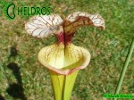 Kapturnica Sarracenia x Adrian Slack , Milton, FL (W) (S x moorei), Barry Rice (2004) MK H113