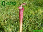 Kapturnica MK H96 Sarracenia x Night Sky