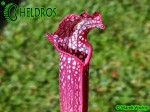 Kapturnica MK H96 Sarracenia x Night Sky