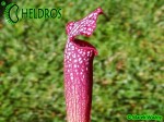 Kapturnica MK H96 Sarracenia x Night Sky