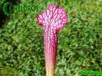 Kapturnica MK H96 Sarracenia x Night Sky