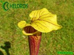 MK F101 Sarracenia Flava var. ornata, Sandy creek rd