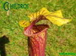 MK F101 Sarracenia Flava var. ornata, Sandy creek rd