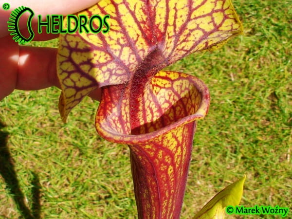 MK F101 Sarracenia Flava var. ornata, Sandy creek rd