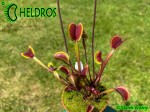 Muchołówka Dionaea AMTEBORUS - AMTEBOROUS