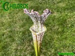 Sarracenia Leucophylla KW clone SL8