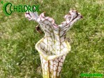Sarracenia Leucophylla KW clone SL8