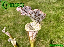 Sarracenia Leucophylla, tall form, KW clone SL8