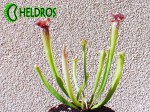 SARRACENIA LEUCOPHYLLA WhiteRed