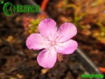 Rosiczka Drosera LASIANTHA gemmae