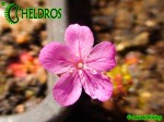 Rosiczka Drosera LASIANTHA gemmae