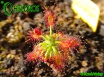 Rosiczka Drosera LASIANTHA gemmae