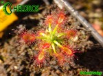 Rosiczka Drosera LASIANTHA gemmae