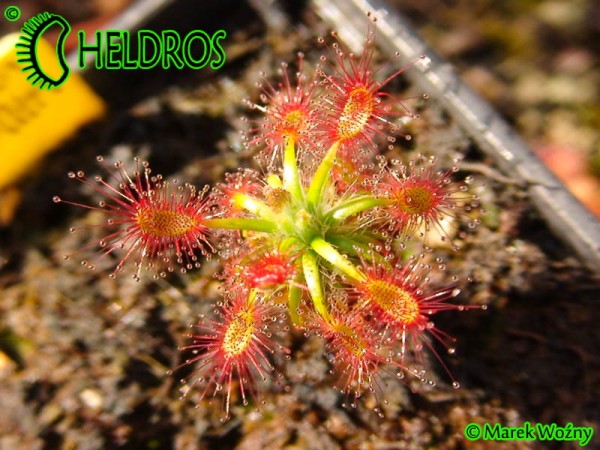 Rosiczka Drosera LASIANTHA gemmae