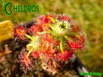 Rosiczka Drosera LASIANTHA gemmae